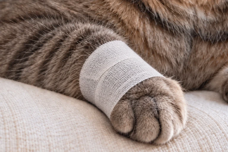 White Guard-Tex cotton wrap around a gray tabby cat’s front leg above the paw