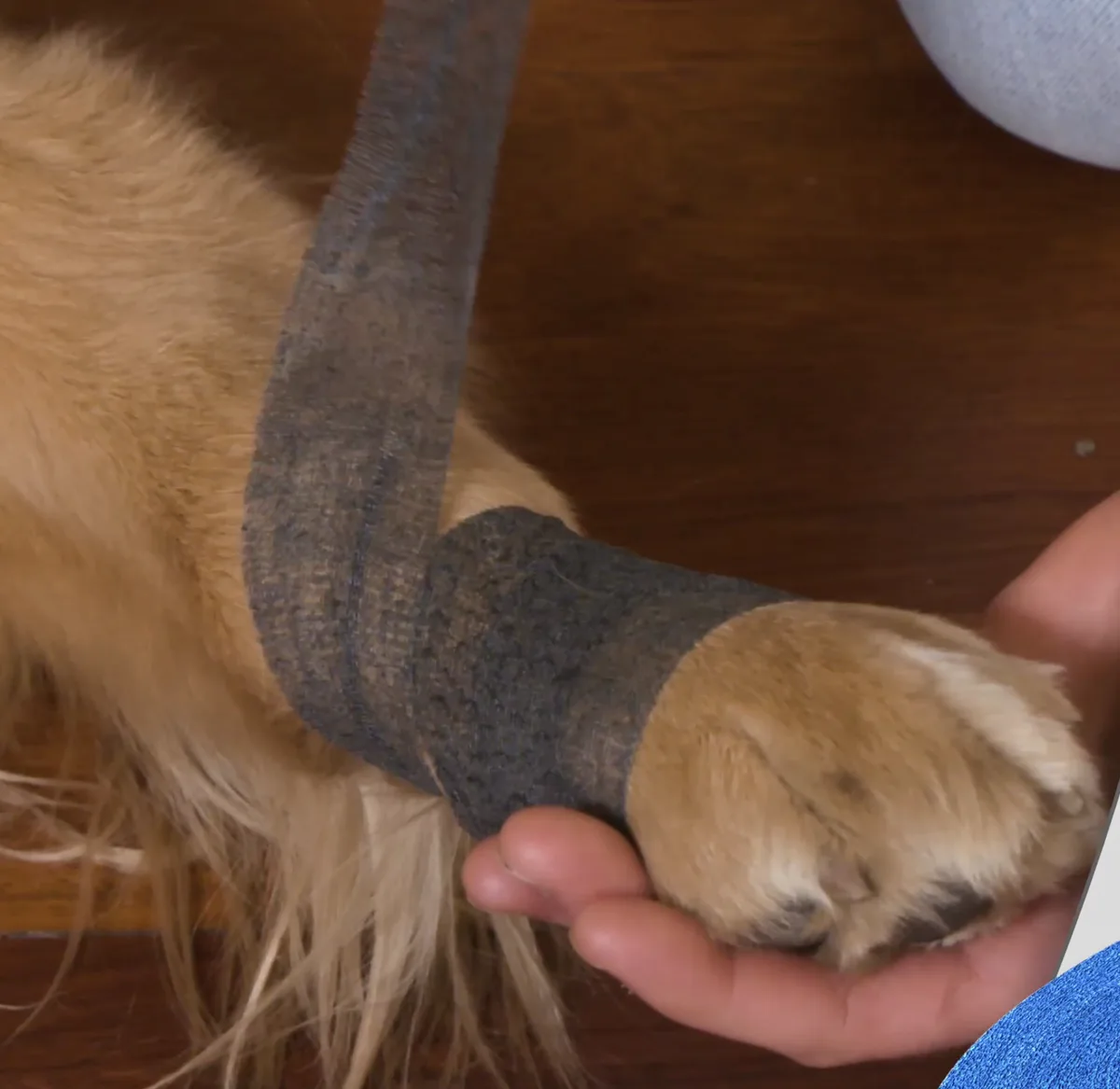 Close-up of black cotton wrap being applied around a dog’s paw
