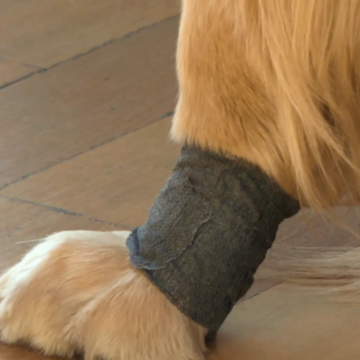 Close-up of black Guard-Tex cotton wrap around a dog’s lower leg above the paw